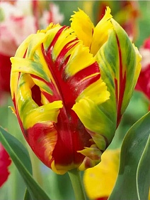 Тюльпан попугайный Техас Флэйм, 12/+, 1 шт.