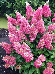 Гортензия метельчатая Пинки Винки