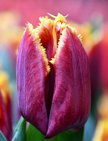 Тюльпан бахромчатый Меркури, 12/+, 1 шт.