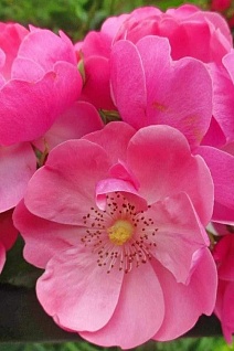 Роза флорибунда Анжела/ЦКор