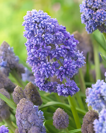 Мускари Фэнтези Криэйшн, 8/9, 1 шт.