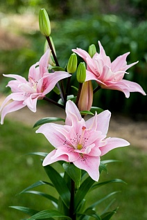 Лилия азиатская махровая Элоди, 12/14, 1 шт.