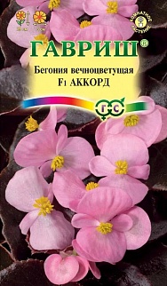 Бегония вечноцветущая Аккорд F1, 5 шт.