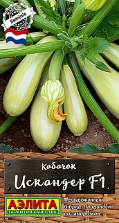 Кабачок Искандер F1, 5 шт.