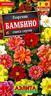 Георгина Бамбино, смесь сортов, 7 шт.