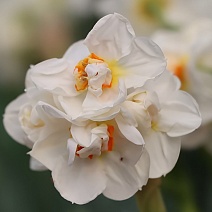 Нарцисс махровый многоцветковый Абба, 12/14, 1 шт.