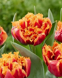 Тюльпан бахромчатый Дредлок Холидей, 11/12, 1 шт.