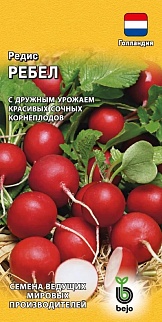 Редис Ребел, 1 г. Голландия.