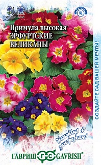 Примула Эрфуртские великаны, 20 шт. Устойчив к заморозкам!