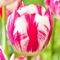 Тюльпан триумф Ди Ди, 11/12, 1 шт.