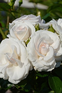 Роза флорибунда Аспирин