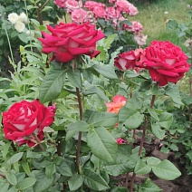 Роза чайно-гибридная Люксор/ЦКор