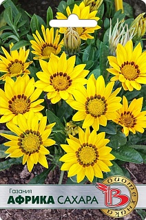 Газания Африка Сахара, 7 шт. Биотехника