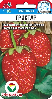 Земляника Тристар, 10 шт.