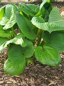 Хоста Мохито, 1 шт.