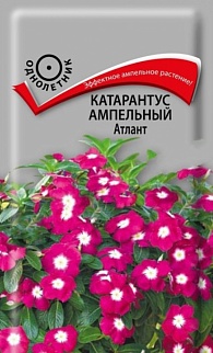 Катарантус ампельный Атлант, 10 шт.