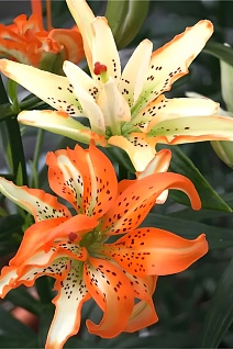 Лилия азия Маст Си, 12/14, 1 шт.