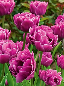 Тюльпан махровый ранний Бэкпакер, 11/12, 1 шт.