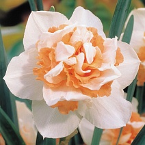 Нарцисс махровый Дельнашо, 12/14, 1 шт.