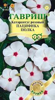 Катарантус Пацифика полка, 7шт. Элитная клумба.