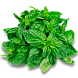 Базилик