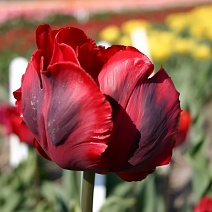 Тюльпан попугайный Бастонье Пэррот, 11/12, 1 шт.