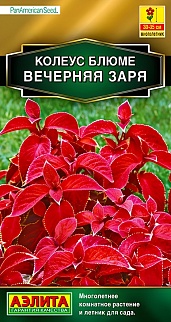 Колеус блюме Вечерняя заря, 5 шт.