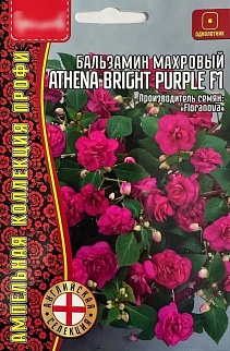 Бальзамин Athena Bright Purple (Афина ярко-фиолетовая) F1, махровый, 5 шт. драже.