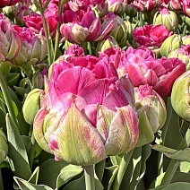 Тюльпан махровый ранний Викед Ин Пинк, 11/12, 1 шт.