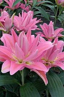 Лилия восточная махровая Roselily Патриция, 1 шт.