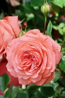 Роза флорибунда Шакенборг/ЦКор