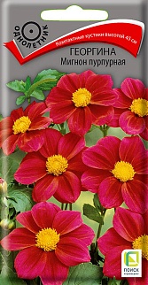 Георгина Мигнон пурпурная, 0,2 г
