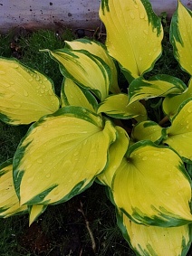 Хоста Волкано Айленд, 1 шт.