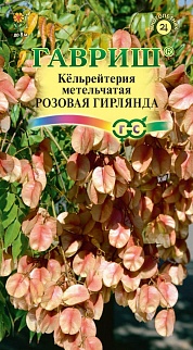 Кёльрейтерия метельчатая Розовая гирлянда, 10 шт. 