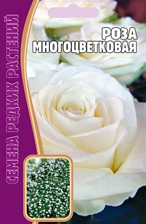 Роза Многоцветковая Белая, 7 шт.