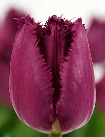 Тюльпан бахромчатый Сан Кристина, 12/+, 1 шт.