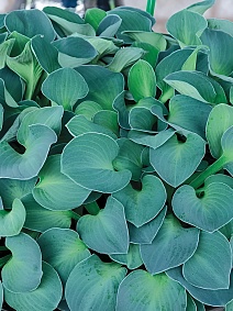 Хоста Блю Маус Иэрс, 1 шт.