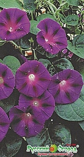 Ипомея Грэнд Па, 0,5 г Русский огород