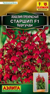 Лобелия Старшип F1, бургунди, 5 шт.