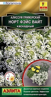 Алиссум Норт фэйс вайт каскадный 