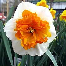 Нарцисс крупнокорончатый Амадеус Моцарт, 1 шт.