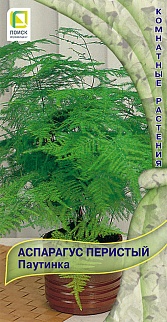 Аспарагус перистый Паутинка, 5 шт.