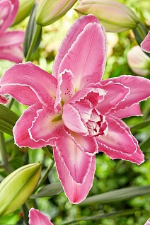 Лилия восточная махровая Лотус Уандер, 16/18, для выгонки, 1 шт.