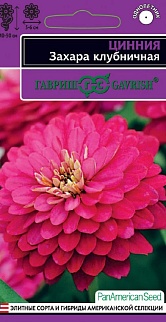 Цинния Захара клубничная, 6 шт. Эксклюзив. 