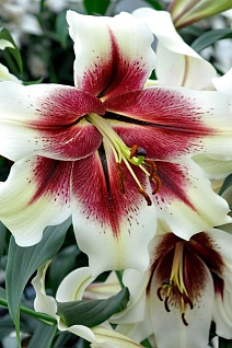 Лилия ОТ-гибрид Зеба, 12/14, 1 шт.