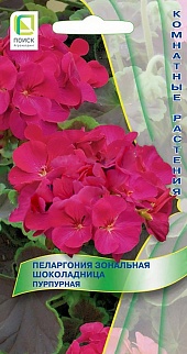 Пеларгония зональная Шоколадница Пурпурная, 5 шт. Комнатные растения