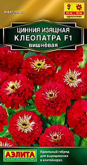 Цинния изящная Клеопатра F1, вишневая, 12 шт.