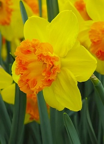 Нарцисс крупнокорончатый Капфайтер, 12/14, 1 шт.