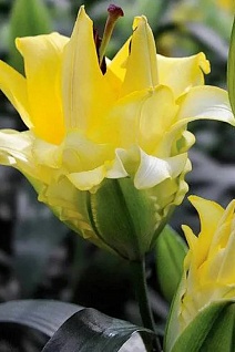 Лилия ОТ-гибрид махровая Экзотик Сан, 16/18, 1 шт.