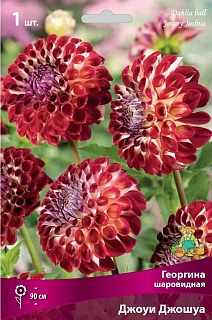 Георгина шаровидная Джоуи Джошуа, 1 шт.